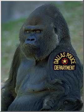 Gorilla my dreams!